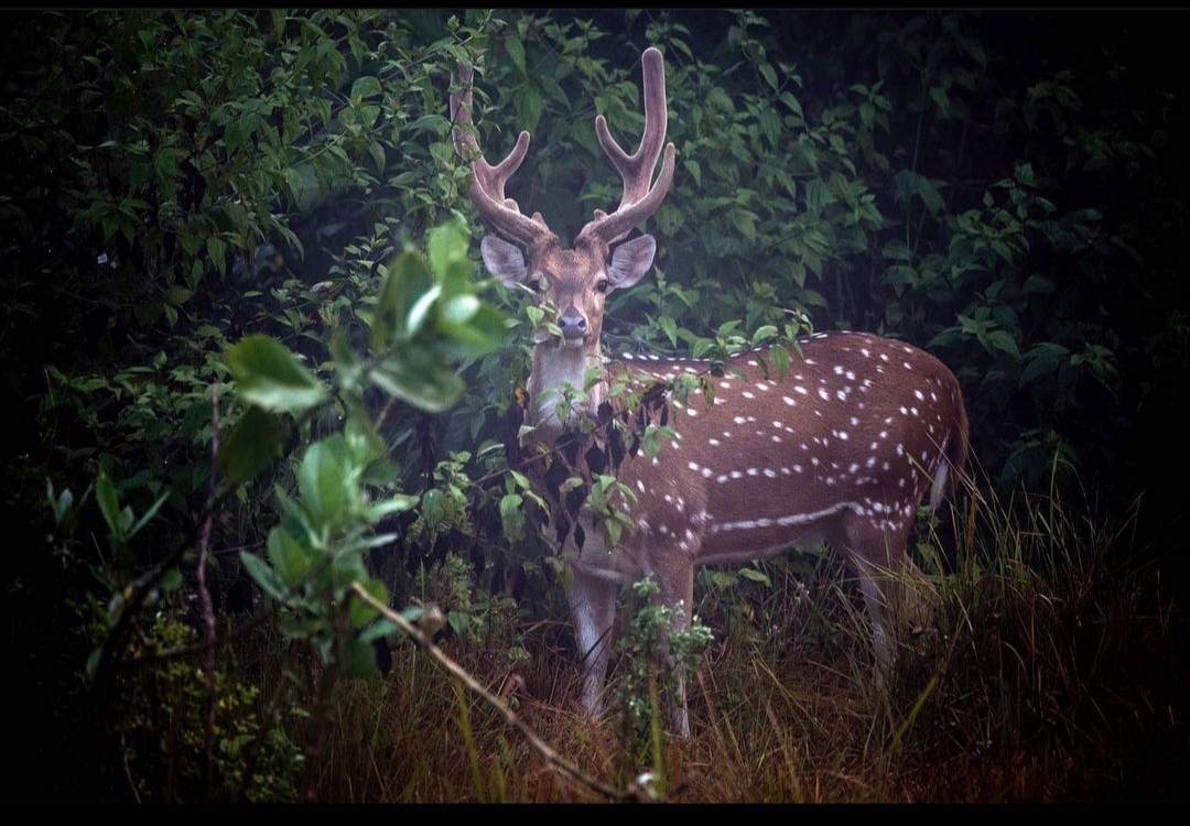 Реклама National Geographic